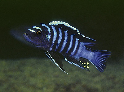 Cynotilapia zebroides 'Njambe'
